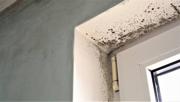Best Post-Remediation Verification Testing  in Alamosa, CO