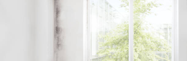 Best Mold Remediation for Healthcare Facilities  in Alamosa, CO