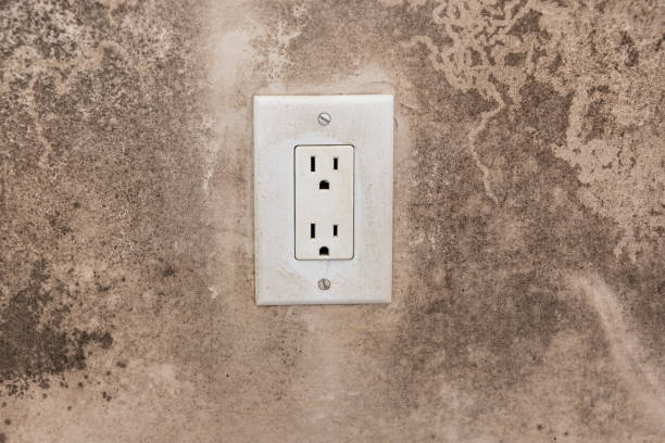 Alamosa, CO Mold Removal Company